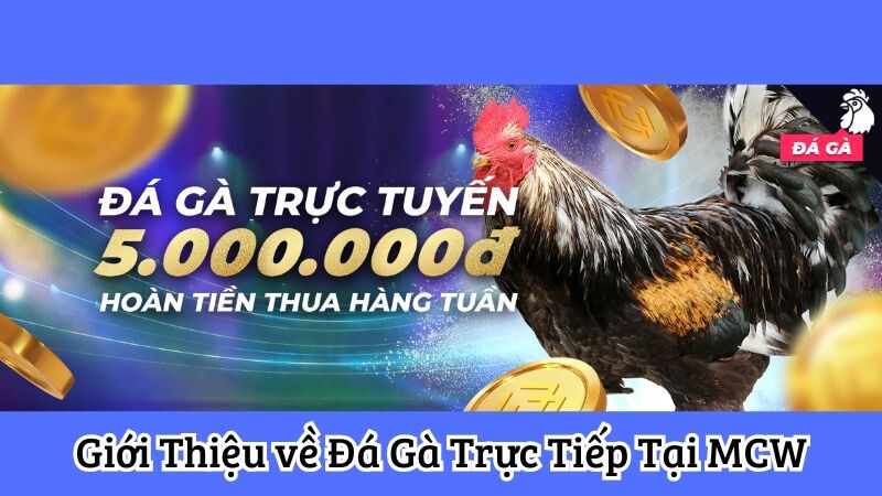 Giới Thiệu về đá gà trực tiếp Tại MCW