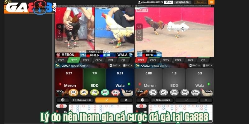 Lý do nên tham gia cá cược đá gà tại Ga888