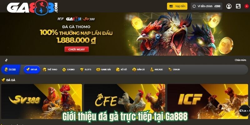 Giới thiệu đá gà trực tiếp tại Ga888